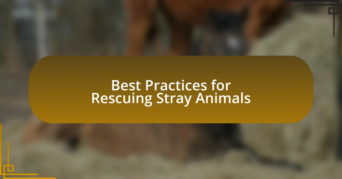 Best Practices for Rescuing Stray Animals