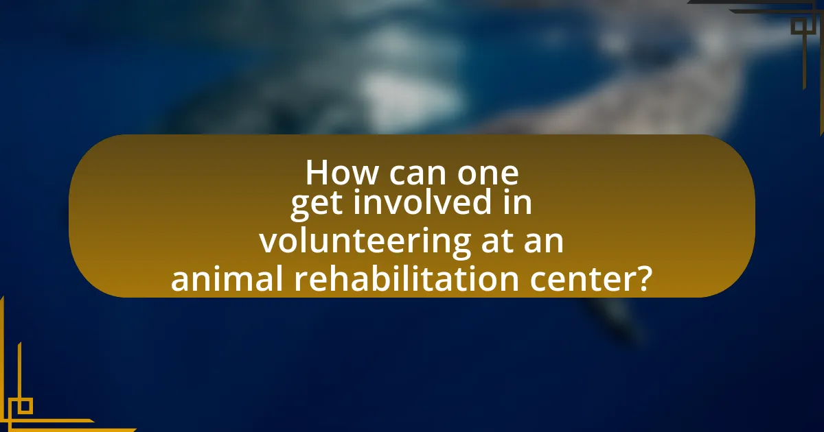 How can one get involved in volunteering at an animal rehabilitation center?