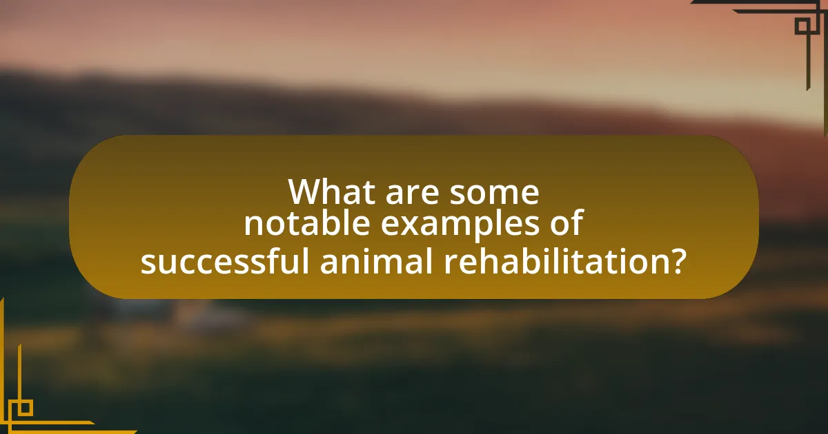 What are some notable examples of successful animal rehabilitation?