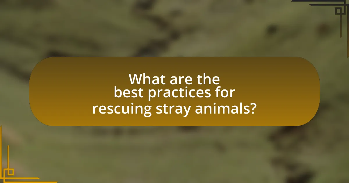 What are the best practices for rescuing stray animals?