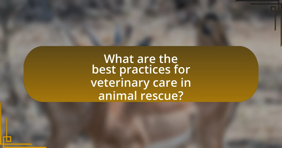 What are the best practices for veterinary care in animal rescue?