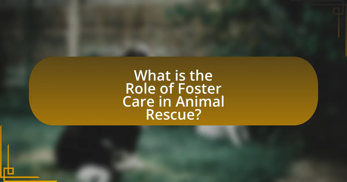 What is the Role of Foster Care in Animal Rescue?